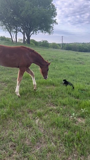 #catsoftiktok #cattok #equestrian #ranchlife