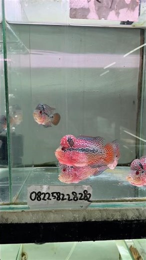 Pasukan A1 B1 merapat, louhan kamfa , louhan cencu, louhan klasik , louhan srd , louhan kamfa f2