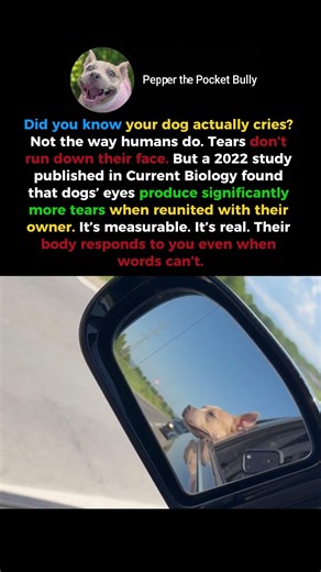 Do Dogs Get Emotional? The Truth About Their Tears #shorts