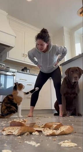 Funniest pet argument! Cat screaming IT WASN'T ME #funnyanimals #cat