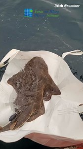 14K views · 280 reactions | This is the moment a critically endangered angel shark was released back into Tralee Bay, having been electronically tagged by the Marine Institute. It is a "crucial step forward" in the preservation and study of one of the "most endangered shark species in Europe." For more, click the link in our comment section Video: Marine Institute | Irish Examiner | Facebook