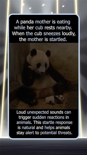 Why This Panda Mother Is Startled by Her Baby
