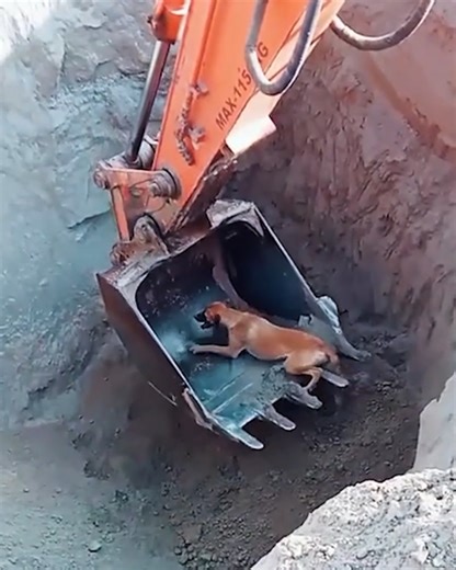 218K views · 4.5K reactions | Construction workers save dog from pit ‍♂️ | Animal Lovers | Facebook