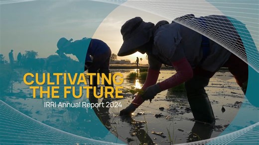 IRRI Annual Report: In 2024, IRRI cultivated more than rice, we cultivated impact for a food-secure future. From training countless farmers to boosting yields in Asia and strengthening seed systems in Africa, our science has reached fields, policies, and global headlines. 🔍 Explore some of IRRI's remarkable milestones this 2024: bit.ly/irri_AR2024 | IRRI