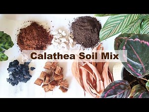 Calathea Potting mix | Calathea soil mix
