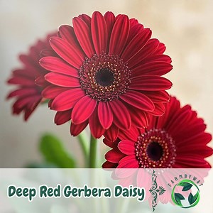 200 Deep Red Gerbera Daisy Seeds – Garden & Cut Flowers - Etsy
