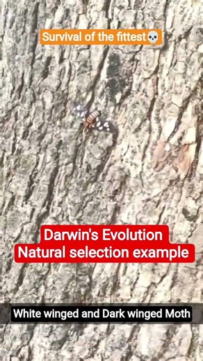 I found White winged and Dark winged moth in unpolluted area #neet2026 #evolution #class12biology