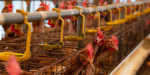 Alternative proteins' place on the global health agenda