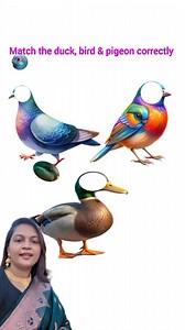 Match the duck bird & pigeon correctly #reels #viral #everyone | Jhinuk Easy Lifestyle