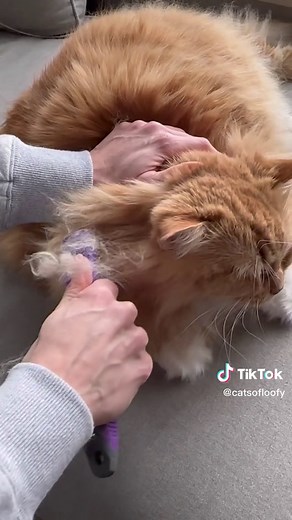 Dematting a Cat: Expert Tips for Removing Matted Fur