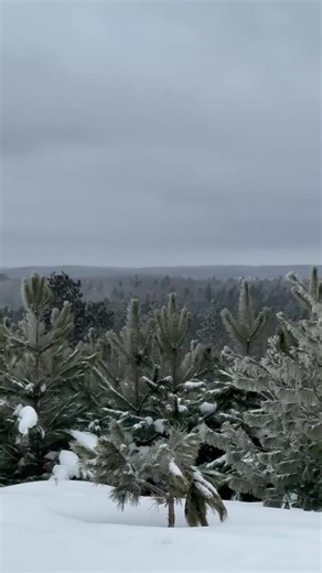 Cold air, fresh powder, and a quiet climb to the top. Took the long way up to Sunset Lookout this morning and let the tires do the talking. These Interco Tire Corporation Boggers are the best tires I’ve had on this machine in the snow so far… Now Heading to @Mac’sPlace for breakfast! Grateful for trails close to home and places like this that remind you to slow down and take it in. West Branch never disappoints. 🤍 Ride safe. Ride respectful. Ride grateful. West Branch Visitors Bureau West Branc