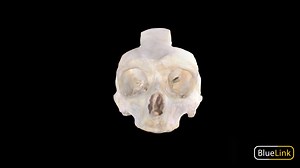 Dural Partitions - 3D model by Bluelink Anatomy (@bluelinkanatomy)