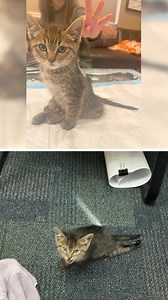 A witness watched in horror as 8-week-old kitten Cherry was violently struck by a speeding car. Unable to act quickly enough to save this little girl from the middle of the road, the onlooker watched, stunned, as Cherry dragged herself into a gutter just seconds after the terrifying impact. Cherry was quickly transported to the emergency vet, where she was hospitalized for several days. Her medical team was expecting to see fractures on her X-rays, but no broken bones explained this poor girl’s 