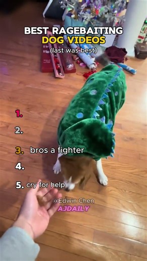 Ranking Best Ragebaiting Dog Videos😂
