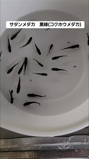 #サタンメダカ #黒蜂 (コクホウメダカ) #稚魚 #メダカ #採卵 #採取 #育成 #発泡スチロール #成長 #アクアリウム #メダカライフ