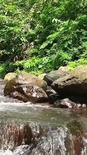 Flowing River with Soft Bird Chirping | Calm Forest Nature Sounds for Sleeping & Relaxation.4K
