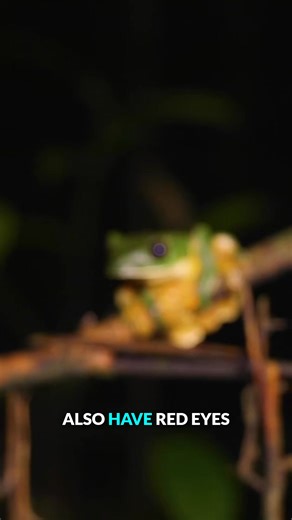 44K views · 331 reactions | Who else’s brain is telling them to eat the frog eggs? #wildlife #frog #learnwithme #coyotepeterson | Coyote Peterson | Facebook