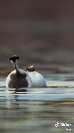 Patagonia's Endangered Grebes: A Dance for Survival