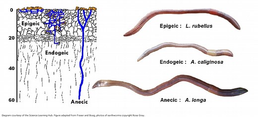 Niches within earthworms’ habitat