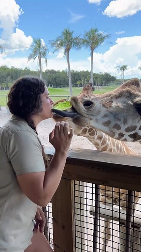 138K views · 3.7K reactions | This Giraffe tried to kiss me PSA: Giraffes have super long tongues . . . #cute #beautiful #giraffe #kiss #nature #wow #wildlife #fbpost #animals #animallovers #fun #wild #AmaZing #video #moment #facebook #fb #post #wildlife #fbreels #wild #fbreelsvideo #cool #reelsfb #long #tongue | The Reptile Zoo | Facebook