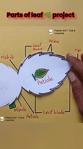 Parts of Leaf project 🌿🌿 | parts of leaf chart making #partsofleaf #art #Leafparts #leaves🍁 #drawings #shorts #shortreel #viralvideofb | Anas Creativity
