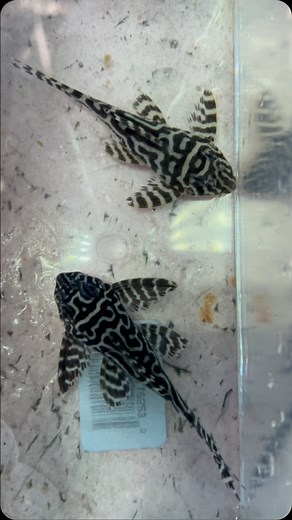 🔥 L333 King Tiger Pleco Just Sold! But don’t worry — we’ve got more in stock! These stunning striped beauties go fast, so don’t miss your chance to grab one for your tank. 🐟💥 📍 Available now at Rockland Aquarium 📦 We ship nationwide! 📲 Text us at 845-269-1530 to order Rockland Aquarium “Creating Stunning Aquariums, One Fish at a Time. #L333 #KingTigerPleco #PlecoLovers #AquariumFish #RocklandAquarium #RarePleco #FreshwaterFish | Rockland Aquarium