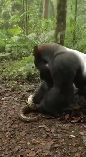 Raw Power! Silverback Gorilla Fights Off Giant Python 🦍🐍🔥