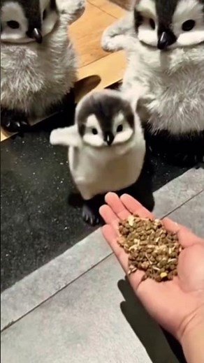 3 Baby Penguins That Will Melt Your Heart 🐧💙