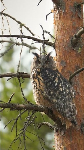Europe's Largest Owl