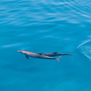 How adorable are those dolphins? 🐬✨ Catch them in action at St. Anne Marine National Park, or cruising around La Digue, Praslin, and Aldabra Atoll. While they’re always around, the best sightings happen from October to April when the seas are calm 🌊 Many local operators offer dolphin-watching tours, often paired with snorkeling or island-hopping. Visit our website to explore these operators 👉 https://sey.chell.es/seychelles-tour-operators 🎥 @alexfanchette (IG) . . . #seychellesislands #visit