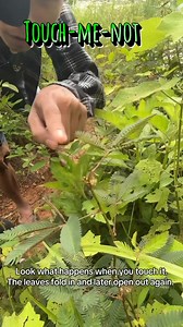 791K views · 19K reactions | Touch-me-not plant. Such a perfect name! #kopete #fblifestyle #Myanmar #learningenglish Tin Myo Win | Pete Evans | Facebook