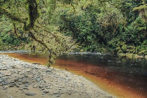 7 Incredible Trees Native to New Zealand