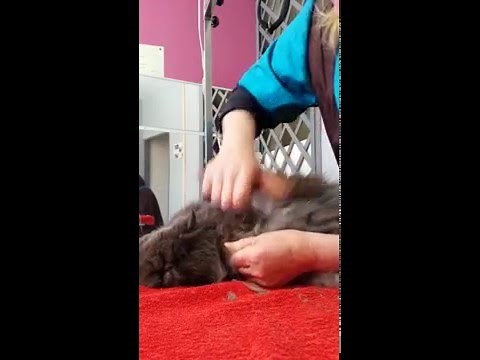 toilettage persan 1ere partie le démelage