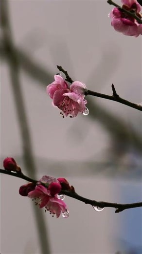 🌸 Rain On Cherry Blossoms | Relaxing Nature Sounds & Birds Singing (Pure ASMR)