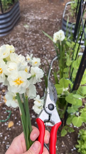 Erin Berkyto 🌸 Seasonal Living on Instagram: "💐Nothing says seasonal living like freshly cut flowers from your own garden. And if you want the very first color of spring, you plant these now. Spring flowering bulbs are planted in fall and bloom before anything else. You plant them, forget them, and then one day after winter… color appears like magic. How to plant bulbs (super simple): 1️⃣ Choose a sunny spot with well-draining soil 2️⃣ Dig a hole two to three times deeper than th