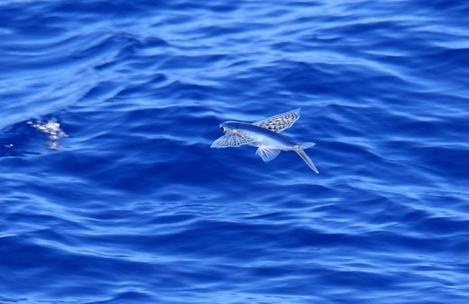 10 Fun Flying Fish Facts - Fact Animal