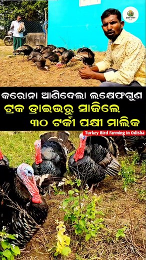 From Zero to Lakhs! This Odisha farmer earns big with Turkey Bird Farming 🦃💰 Turkey Farming Success in Odisha! See how this farmer built a profitable business from scratch 🔥🦃" Odisha Farmer's Secret to Earning in Lakhs – Turkey Birds Farming Model That Works! 💼🦃🇮🇳" • • • #TurkeyFarming #OdishaFarmer #KrushakSathiOdisha #PoultryFarmingOdisha #DesiBusiness #AgribusinessIndia #FarmersOfIndia #OdishaAgriculture #StartupFarming #BirdFarming #ViralFarmingIdea #TurkeyBirdFarming #FarmingSuccess