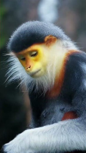The Silent Hunter of the Amazon