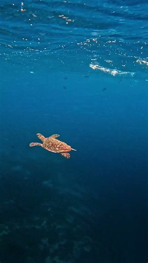 At Hideaway, these gentle encounters are part of what makes island life so special.