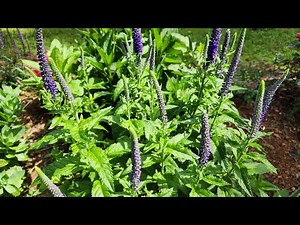 Plant Spotlight series (Veronica/Speedwell). Very hardy/reliable perennial in my zone 8a garden.