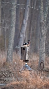 Some awesome video of a drake wood duck utilizing a wood duck box in Virginia. If you’ve been on the fence about putting a wood duck box out, here’s your sign to do it! Help give these iconic birds the best chance they can have at a successful hatch. It’s tough being a duck. Video credit : @ivyswanderlustlife #wooduck #woodduckbox #waterfowl #mossyoak | Mossy Oak GameKeepers