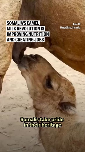 Camels have long been the backbone of Somalia's pastoralist culture, feeding families, transporting goods and prominent in local folklore. But the camel now finds itself at the centre of an agricultural revolution that could redefine Somali farming. | AP