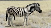 Große Männchen der Zebra bereit zur Paarung im afrikanischen Busch