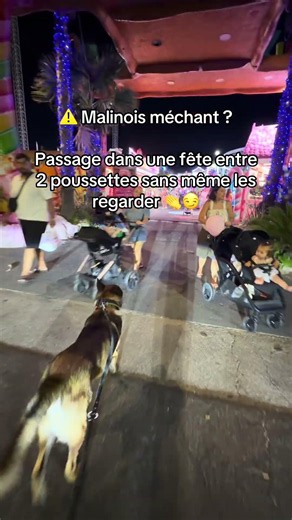Un chien de travail : le contrôle avant tout ⚔️🐕 #ades #malinois #securite #travail