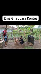 Ema Gila Juara Kontes | Daniel Dedi Yusup