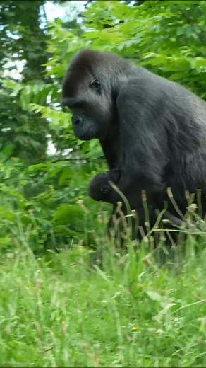 Mom gorilla patiently nurses her teething baby, showing selfless love #gorilla #tamidol #makongo [NgdAPJ4wai4] | Visal videos 36