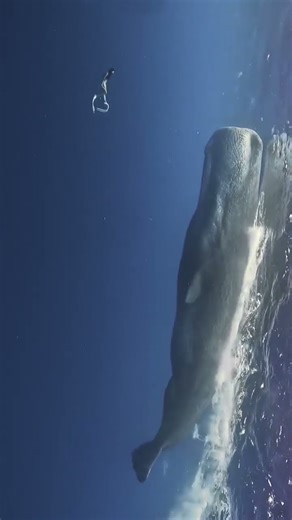 cette #nageuse a coté d'un cachalot #michélecolson #water