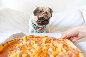 My Dog Ate Pizza What Should I Do? | Our Fit Pets