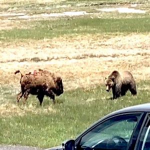 765K views · 10K reactions | Bear Vs Bison fight | Abeet | Facebook