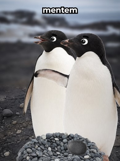 Animais que mentem melhor que humanos: 7 exemplos surpreendentes